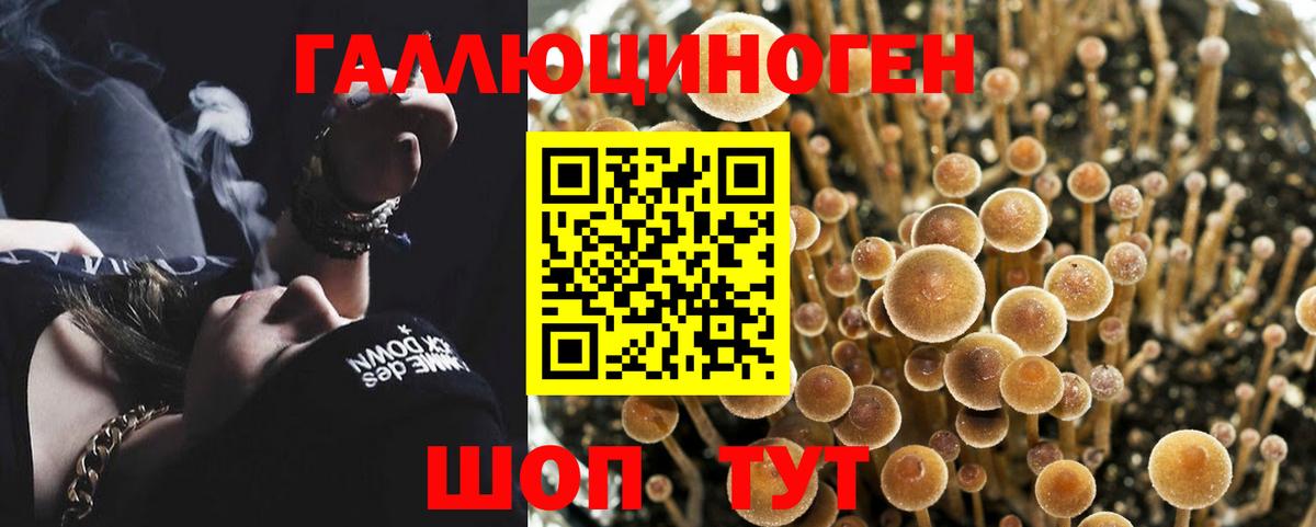 Кохма  Галлюциногенные грибы Psilocybine cubensis  Вход с VPN 